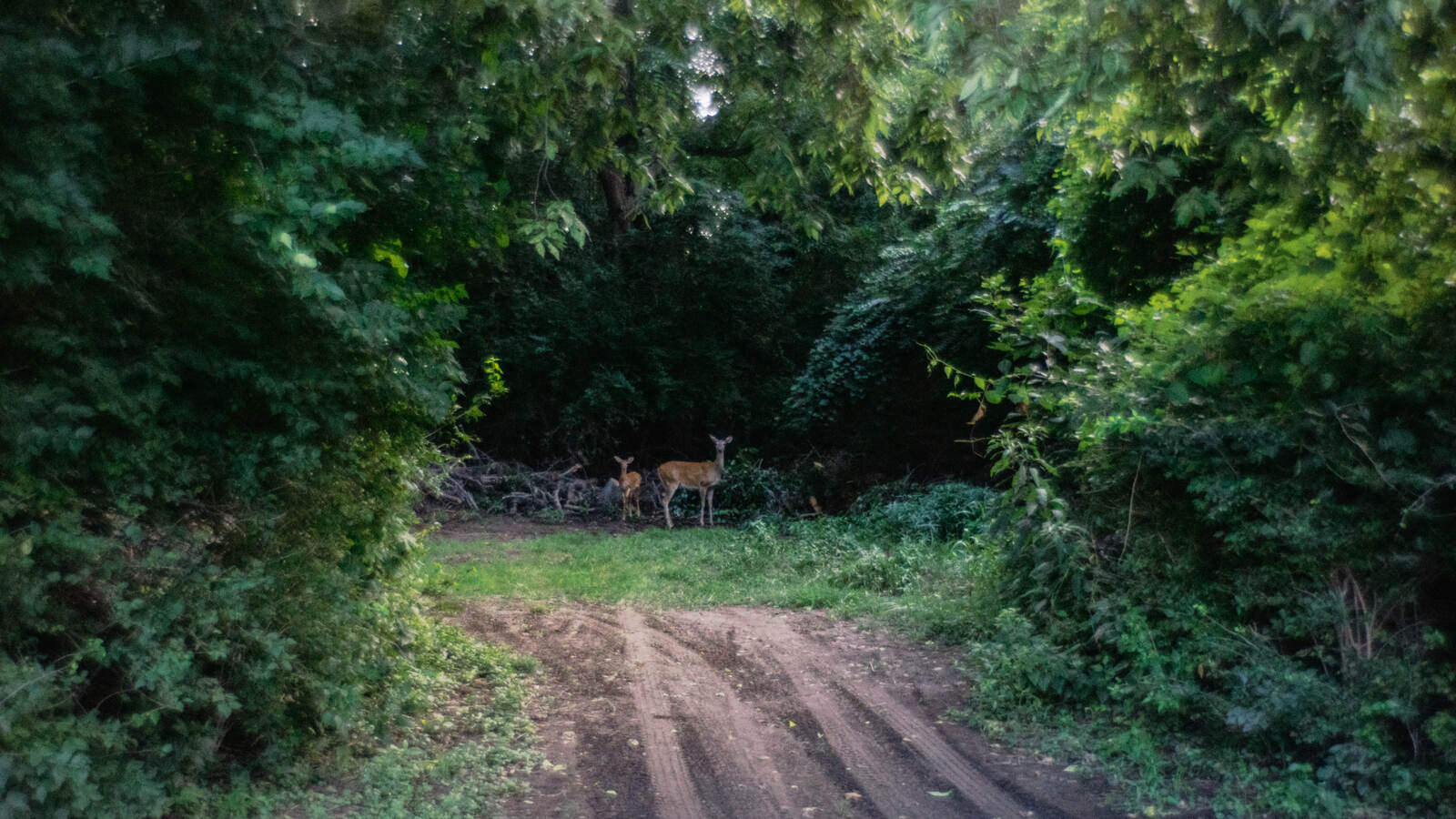 A doe and her fawn watching from the tree line at the end of the cart path